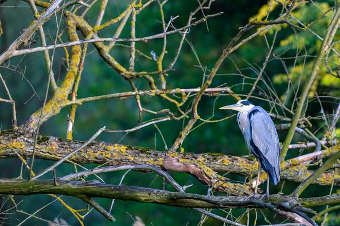 Sapatinho de Bebê Tricô Branco Migui & Loisa
