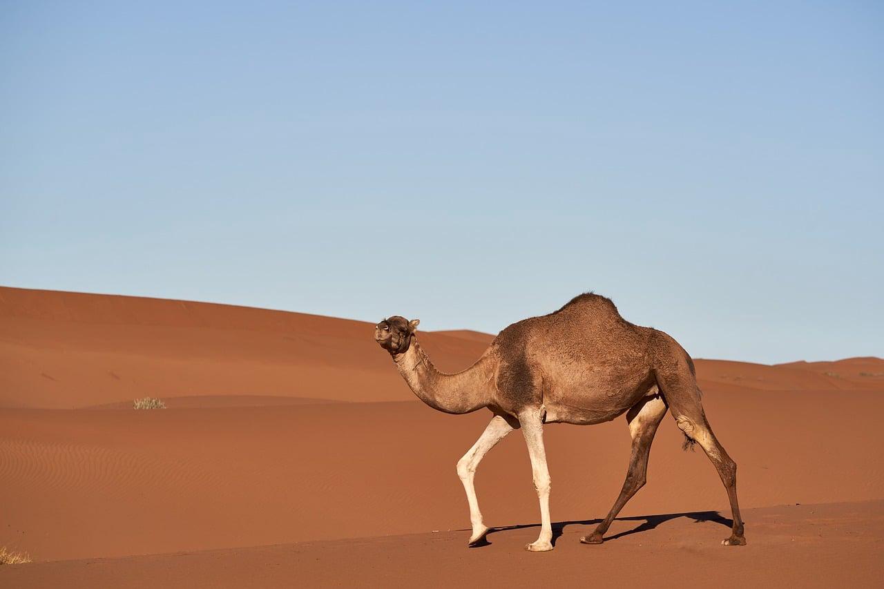 Tênis Infantil Kidy Super Conforto Fecho Duplo Preto Rosa