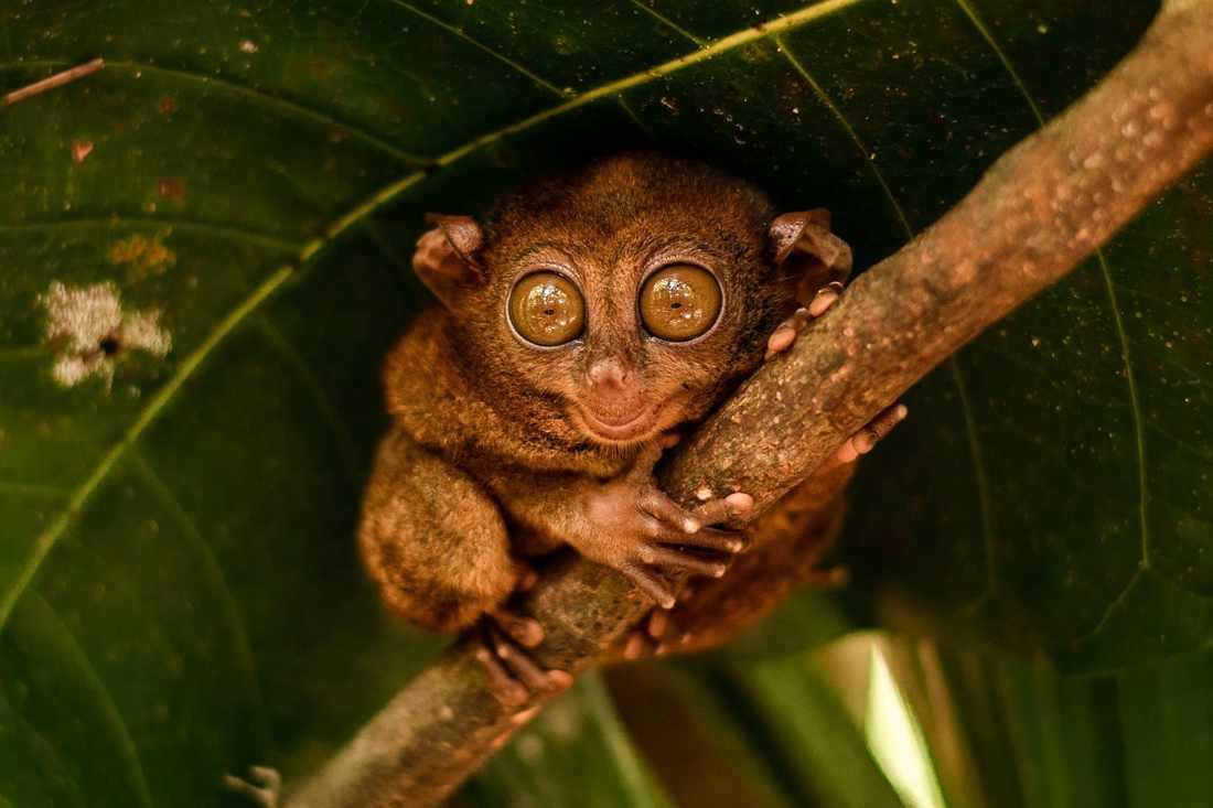 Acessórios infantis